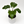 Alocasia Low Rider