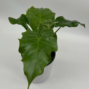 Alocasia Low Rider