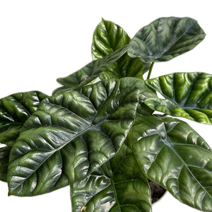 Alocasia Sinuata ‘Quilted Dreams’