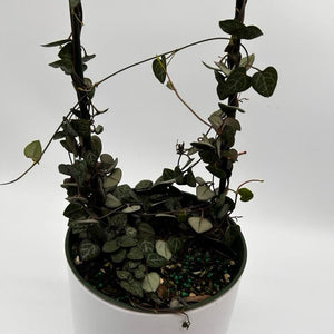 Variegated String of Hearts