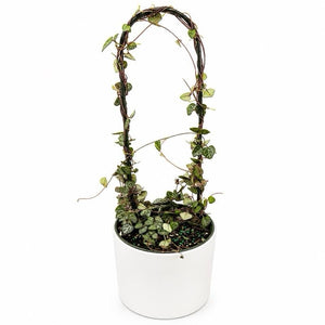 Variegated String of Hearts