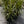Dracaena Marginata 'Candelabra'