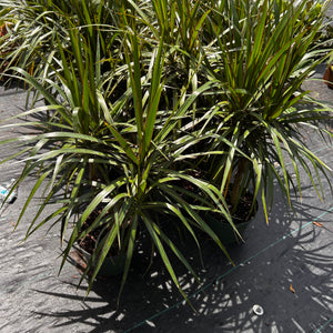 Dracaena Marginata 'Candelabra'