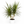 Dracaena Marginata 'Candelabra'