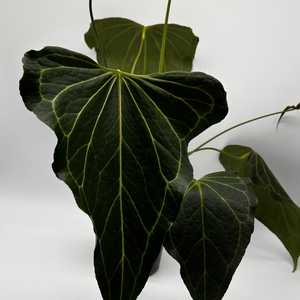 Anthurium ‘Delta Force’