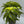 Dracaena 'Lemon Surprise'