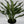 Aglaonema Juliette