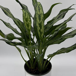 Aglaonema Juliette