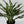 Aglaonema Juliette