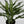 Aglaonema Juliette