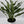 Aglaonema Juliette