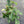 Philodendron Squamiferum