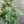 Philodendron Squamiferum