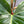 Philodendron Squamiferum