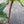 Philodendron Squamiferum