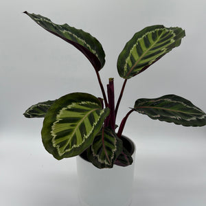 Calathea Peacock
