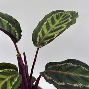 Calathea Peacock