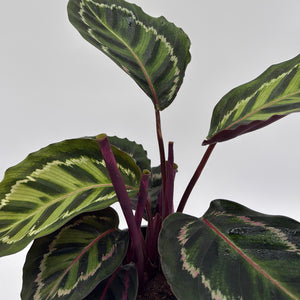 Calathea Peacock