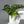 Monstera Adansonii (Swiss Cheese Plant)