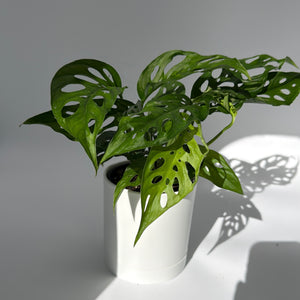 Monstera Adansonii (Swiss Cheese Plant)