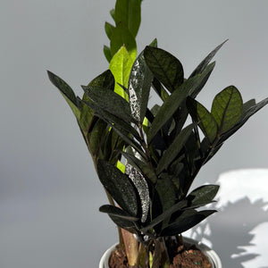 Zamioculcas 'ZZ Black Raven'