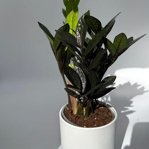 Zamioculcas 'ZZ Black Raven'