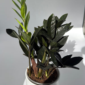 Zamioculcas 'ZZ Black Raven'