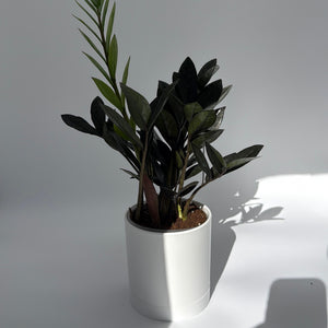 Zamioculcas 'ZZ Black Raven'