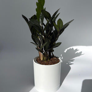 Zamioculcas 'ZZ Black Raven'