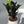 Zamioculcas 'ZZ Black Raven'