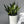 Sansevieria 'Silver Streak'