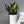 Sansevieria 'Silver Streak'