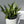 Sansevieria 'Silver Streak'