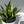 Sansevieria 'Silver Streak'