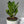 Zamioculcas (ZZ Plant)