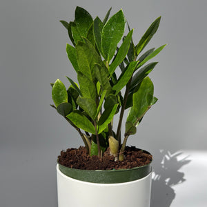 Zamioculcas (ZZ Plant)
