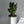Zamioculcas (ZZ Plant)