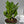 Zamioculcas (ZZ Plant)