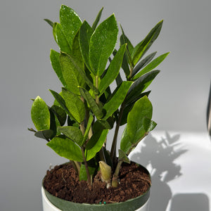 Zamioculcas (ZZ Plant)