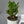 Zamioculcas (ZZ Plant)