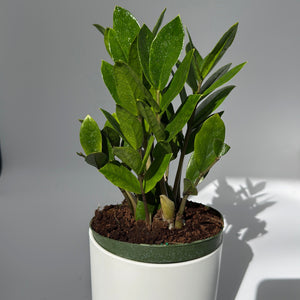 Zamioculcas (ZZ Plant)