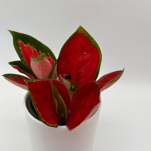 Aglaonema ‘Red Suksom'