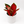 Aglaonema ‘Red Suksom'