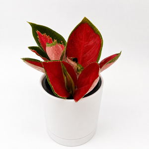 Aglaonema ‘Red Suksom'