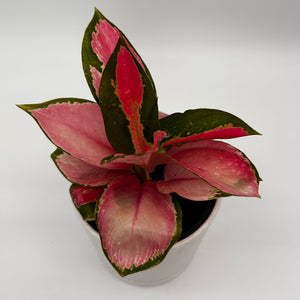 Aglaonema ‘Pink Suksom’