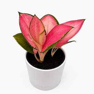 Aglaonema ‘Pink Suksom’