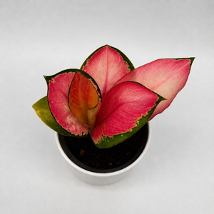Aglaonema ‘Pink Suksom’