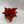 Aglaonema Red Zircon