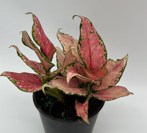 Aglaonema Pink Zircon
