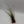 Tillandsia Juncea